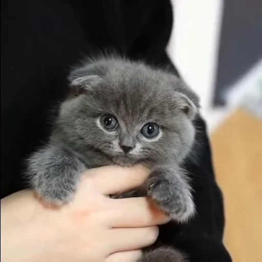 🐱 Стикер «Cats Котики» для Telegram