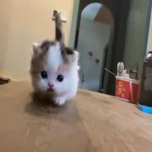 🐱 Стикер «Cats Котики» для Telegram