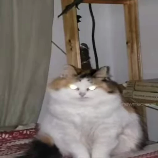 🐱 Стикер «Cats Котики» для Telegram