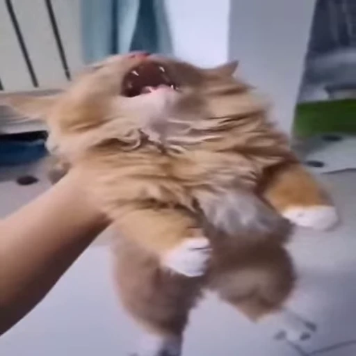 🐱 Стикер «Cats Котики» для Telegram