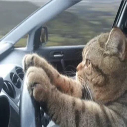 🐱 Стикер «Cats Котики» для Telegram