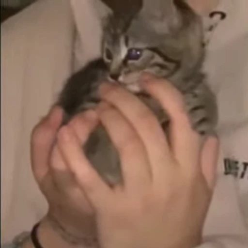 🐱 Стикер «Cats Котики» для Telegram
