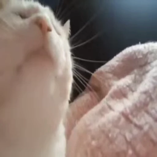 🐱 Стикер «Cats Котики» для Telegram