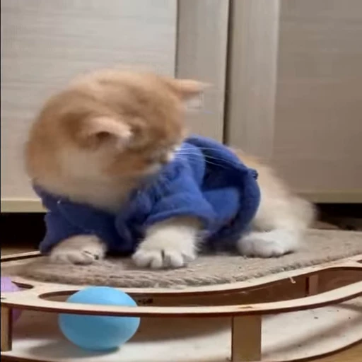 🐱 Стикер «Cats Котики» для Telegram