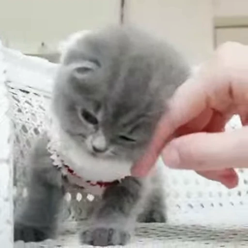 🐱 Стикер «Cats Котики» для Telegram