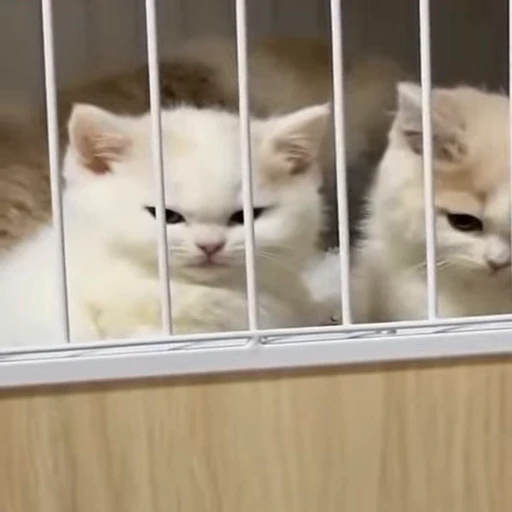 🐱 Стикер «Cats Котики» для Telegram