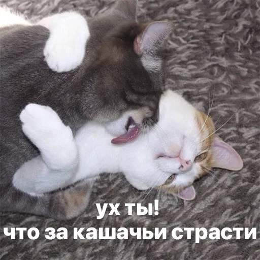 😍 Стикер «котики и мы» для Telegram