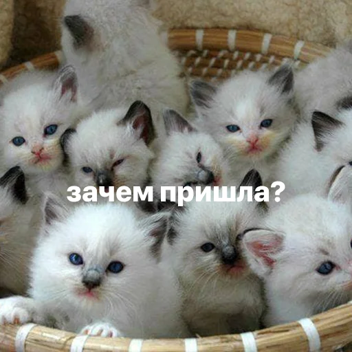 😾 Стикер «котики и мы» для Telegram