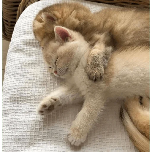 😍 Стикер «котики и мы» для Telegram