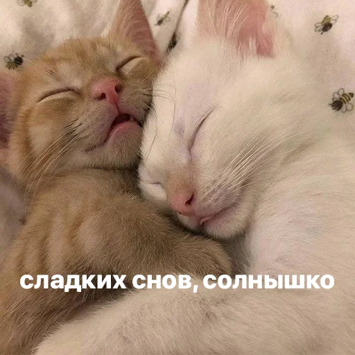 💤 Стикер «котики и мы» для Telegram