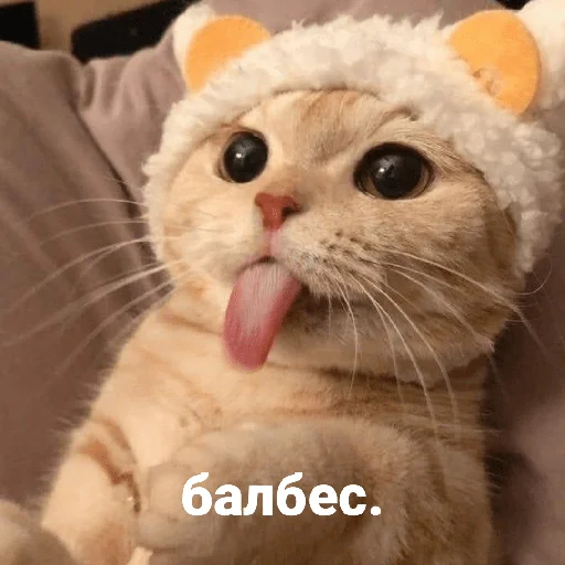 😝 Стикер «котики и мы» для Telegram