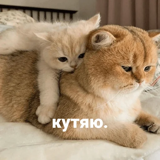 😢 Стикер «котики и мы» для Telegram