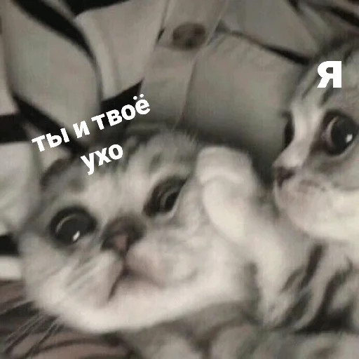 💀 Стикер «котики и мы» для Telegram
