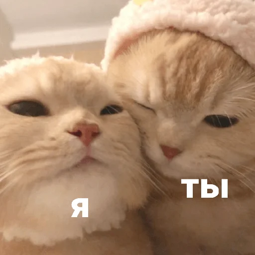 😝 Стикер «котики и мы» для Telegram