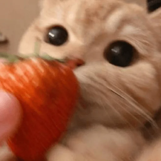 🍓 Стикер «котики и мы» для Telegram