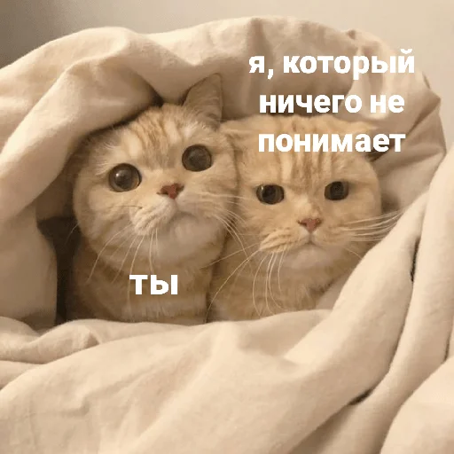 🤨 Стикер «котики и мы» для Telegram