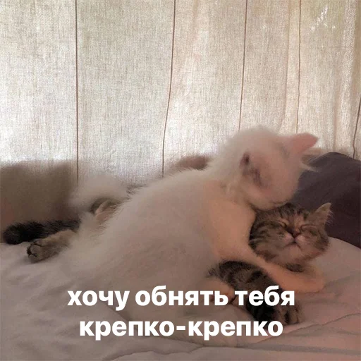 😘 Стикер «котики и мы» для Telegram