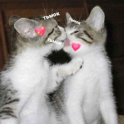 ❤ Стикер «котики и мы» для Telegram