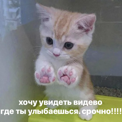 📷 Стикер «котики и мы» для Telegram