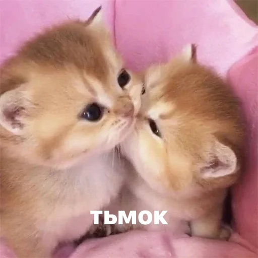 💋 Стикер «котики и мы» для Telegram
