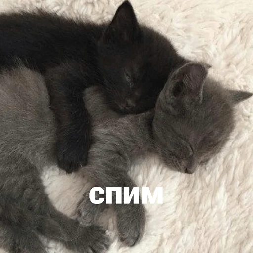 💤 Стикер «котики и мы» для Telegram