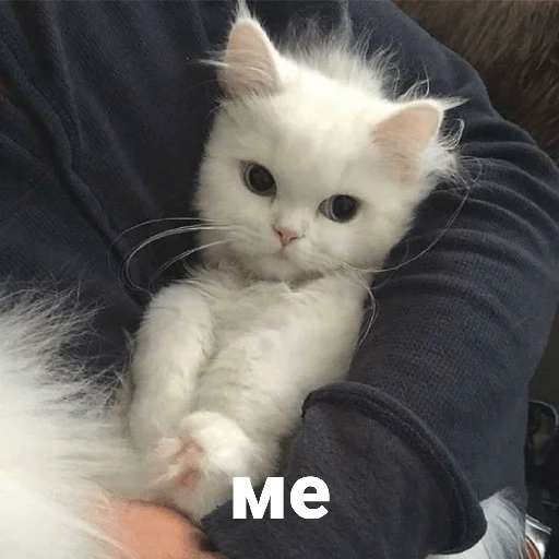 😛 Стикер «котики и мы» для Telegram