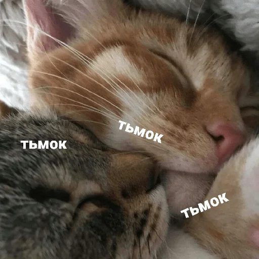 💋 Стикер «котики и мы» для Telegram