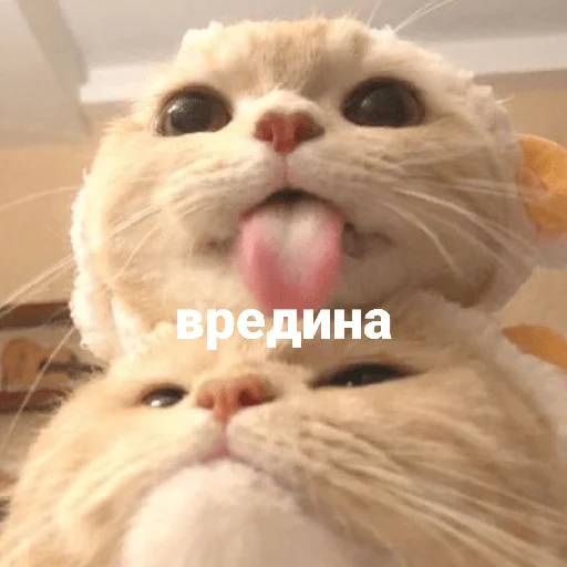 😝 Стикер «котики и мы» для Telegram