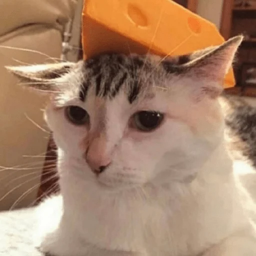 🧀 Стикер «котики и мы» для Telegram