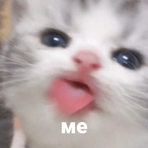 😝 Стикер «котики и мы» для Telegram