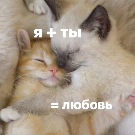 😚 Стикер «котики и мы» для Telegram
