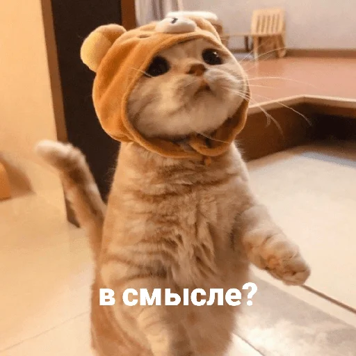 🤨 Стикер «котики и мы» для Telegram