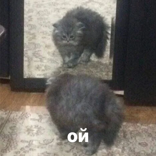😳 Стикер «котики и мы» для Telegram