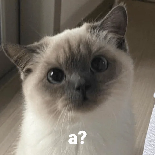 🤷 Стикер «котики и мы» для Telegram