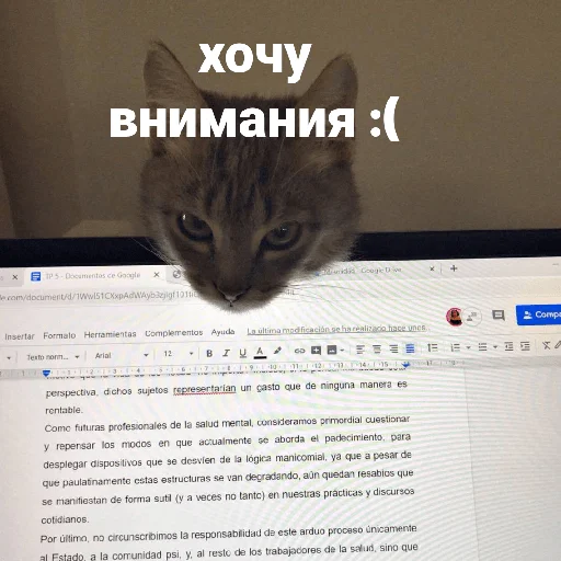 🤥 Стикер «котики и мы» для Telegram