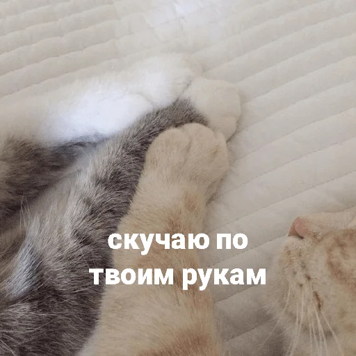 🐾 Стикер «котики и мы» для Telegram