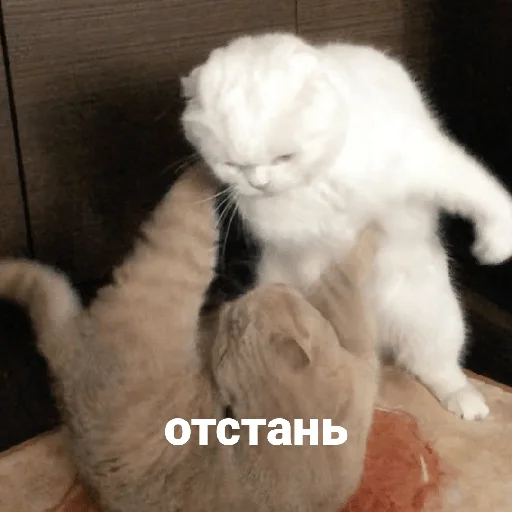 😡 Стикер «котики и мы» для Telegram