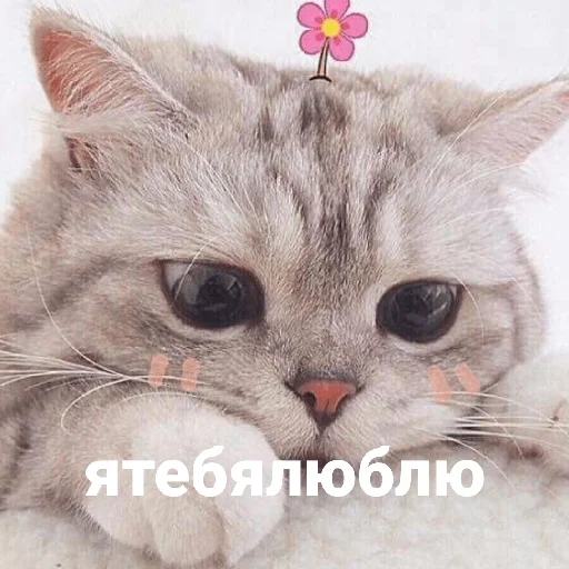 Стикерпак котики и мы для Telegram
