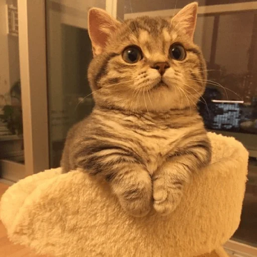 👋 Стикер «котики и мы» для Telegram