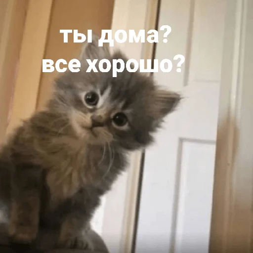 😅 Стикер «котики и мы» для Telegram