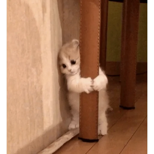 🙀 Стикер «котики и мы» для Telegram