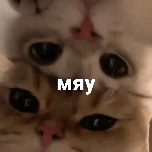 🐈 Стикер «котики и мы» для Telegram