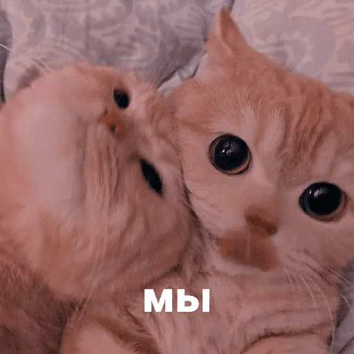 ❤ Стикер «котики и мы» для Telegram