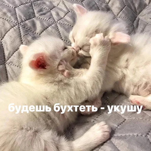 😱 Стикер «котики и мы» для Telegram