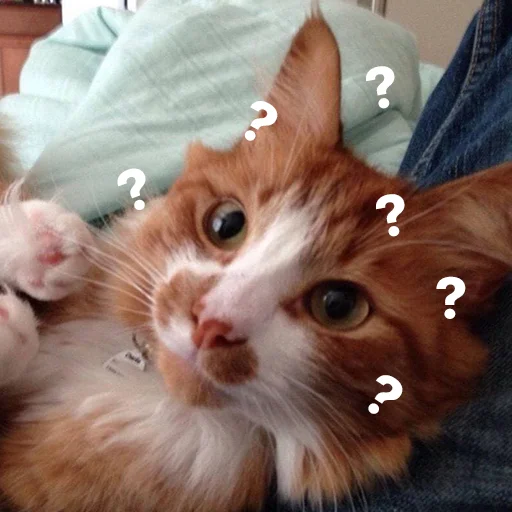 ❓ Стикер «котики и мы» для Telegram