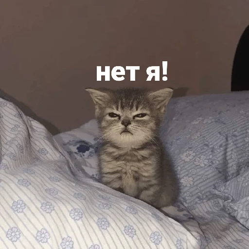 😡 Стикер «котики и мы» для Telegram