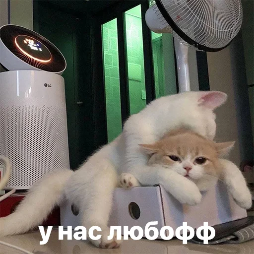 ❤️ Стикер «котики и мы» для Telegram