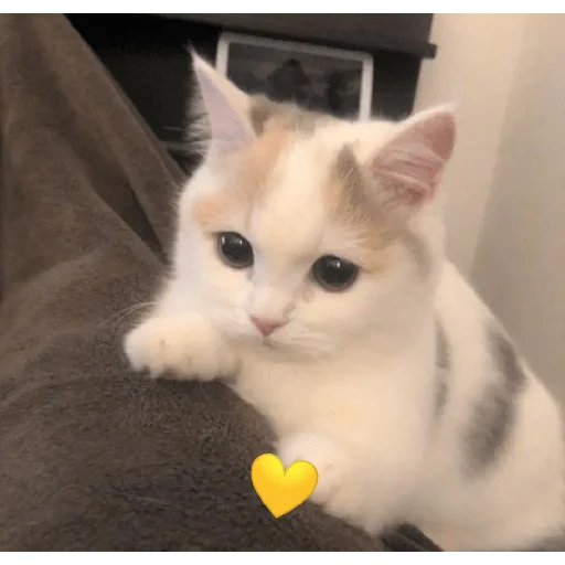 💛 Стикер «котики и мы» для Telegram