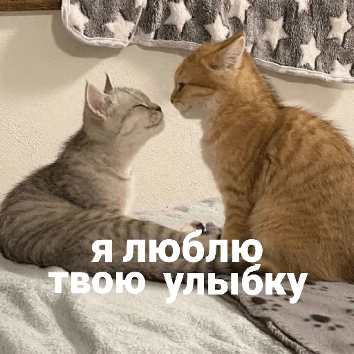 🥰 Стикер «котики и мы» для Telegram