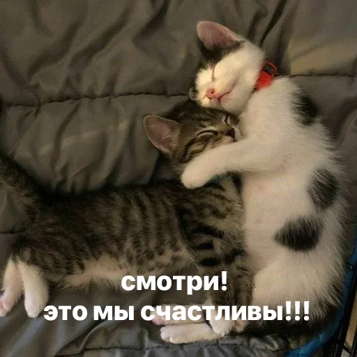 ☺️ Стикер «котики и мы» для Telegram